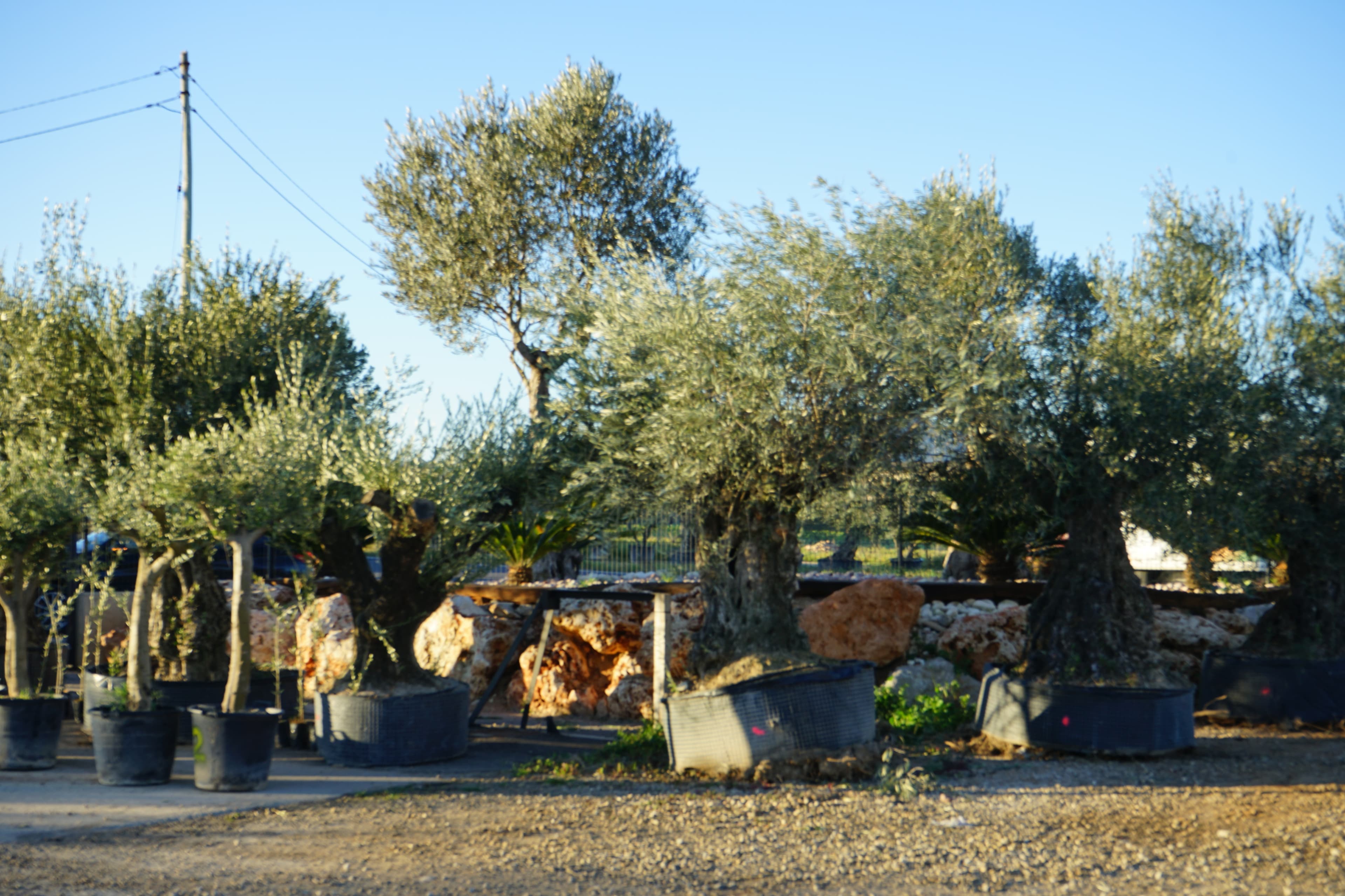 Posa una olivera centenària al teu jardí i transforma el teu espai en un lloc amb ànima 1