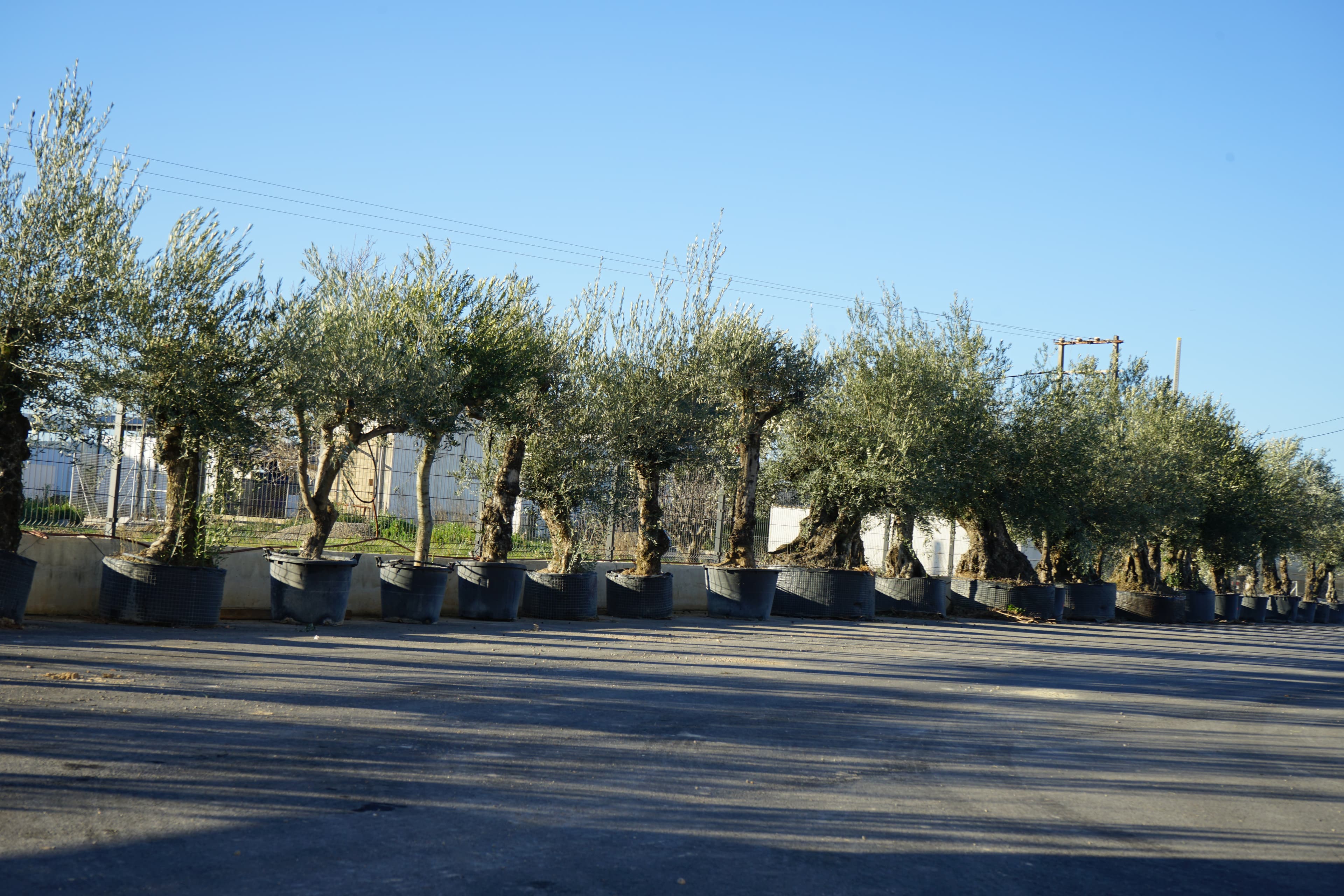 Posa una olivera centenària al teu jardí i transforma el teu espai en un lloc amb ànima 2