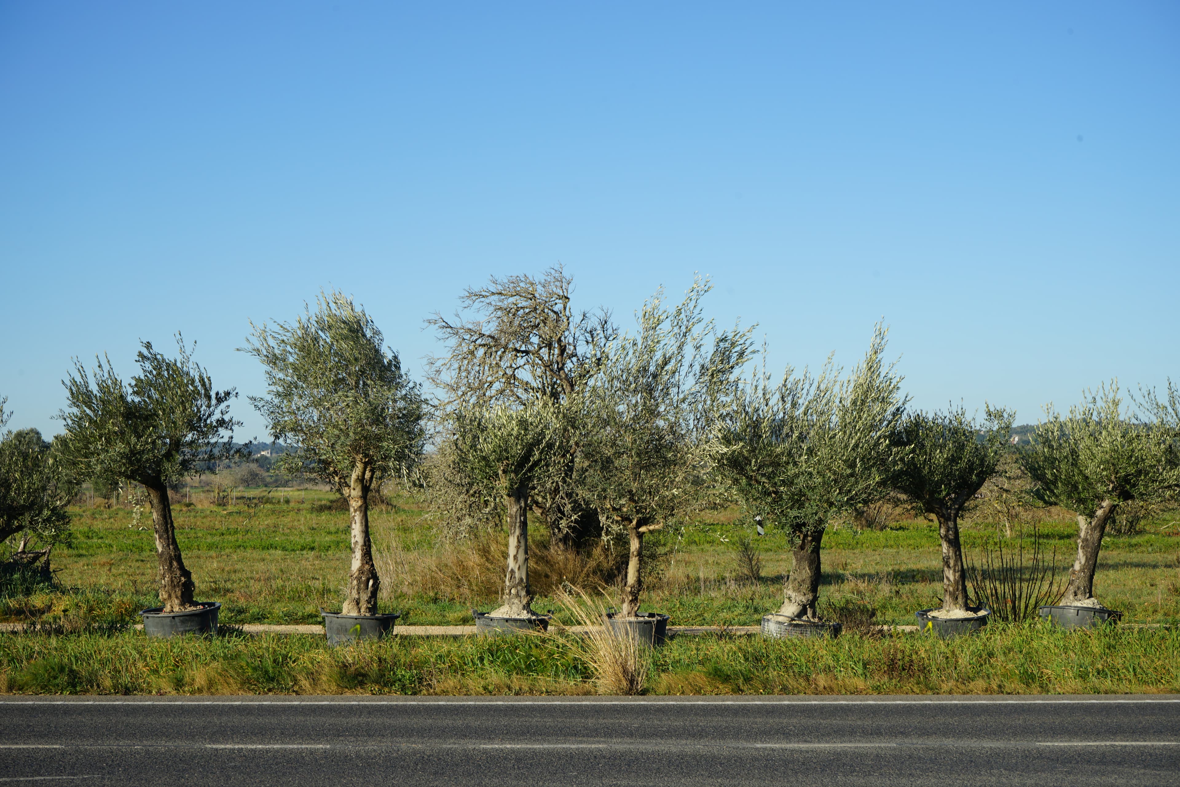 Posa una olivera centenària al teu jardí i transforma el teu espai en un lloc amb ànima 3