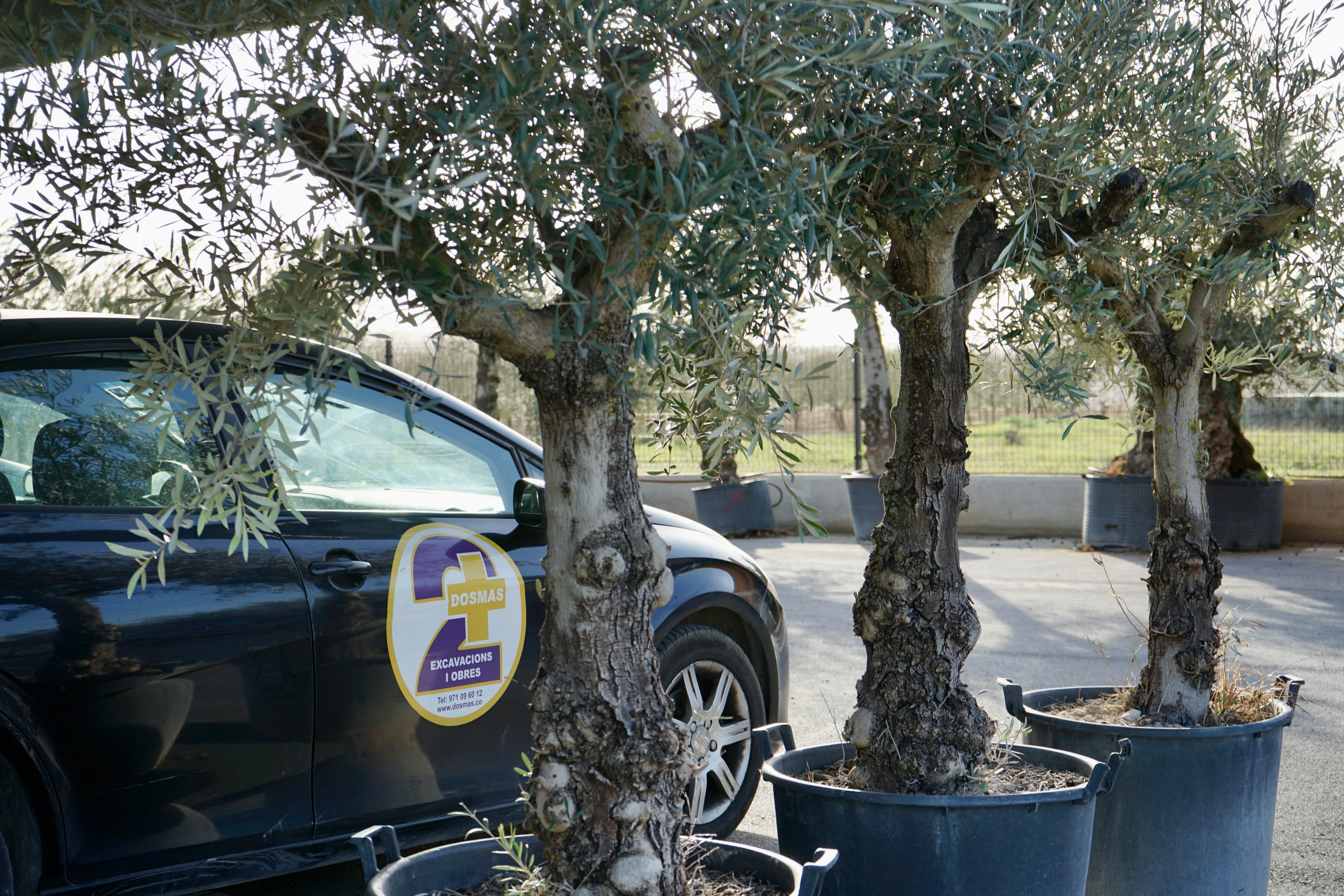 Posa una olivera centenària al teu jardí i transforma el teu espai en un lloc amb ànima 4