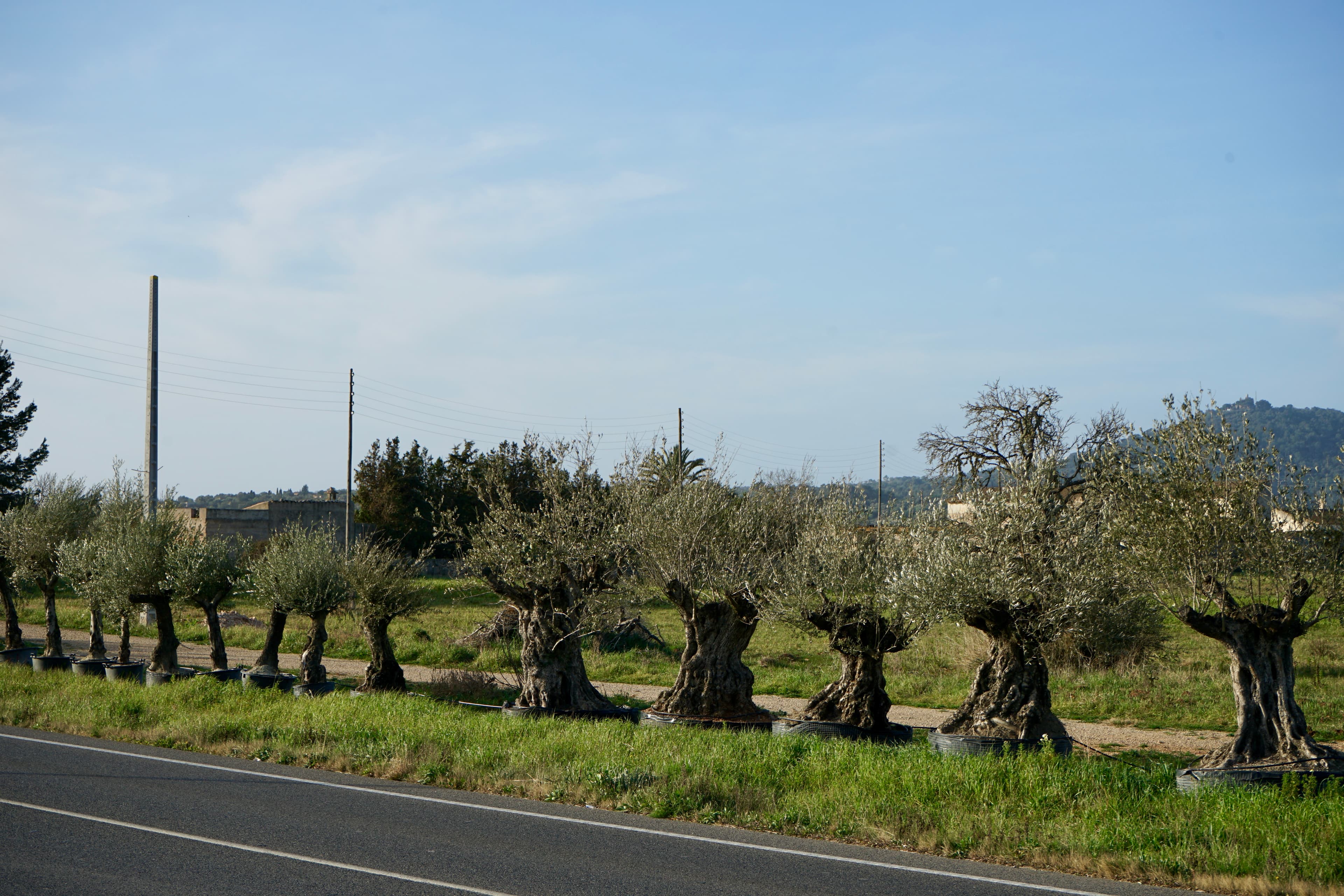 Posa una olivera centenària al teu jardí i transforma el teu espai en un lloc amb ànima 6