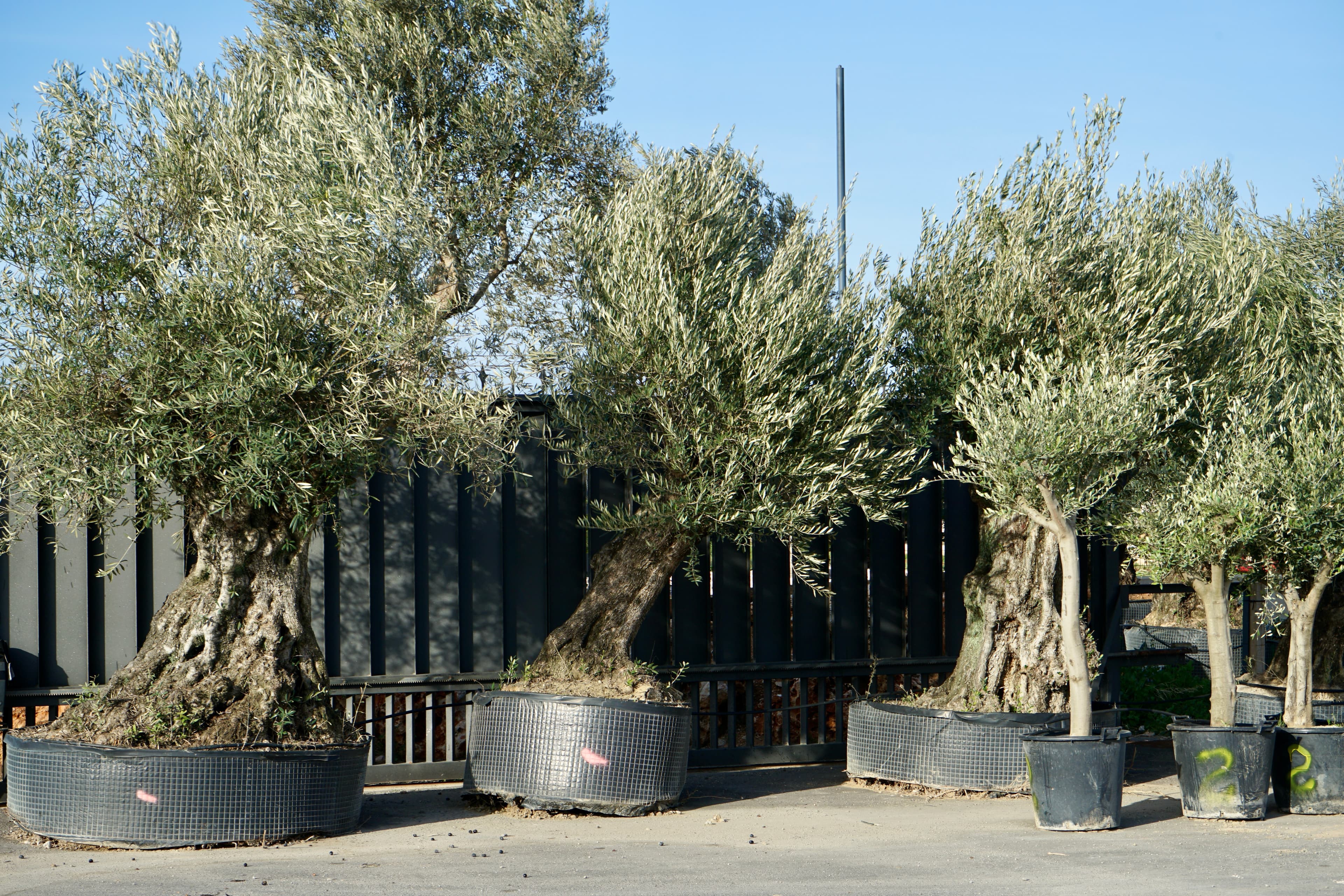 Posa una olivera centenària al teu jardí i transforma el teu espai en un lloc amb ànima 7