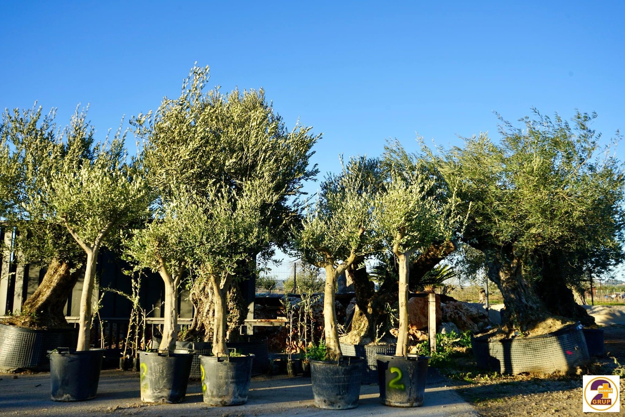 Posa una olivera centenària al teu jardí i transforma el teu espai en un lloc amb ànima 8